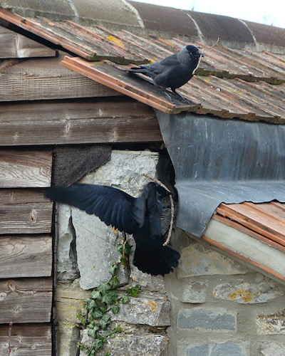 jackdaw